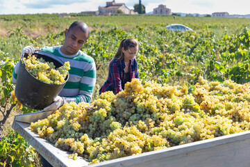 Naklejka na ściany i meble Experienced male worker harvesting fresh grapes at vineyard