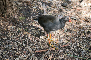 the dusky moorhen is walking through the woods looking for food