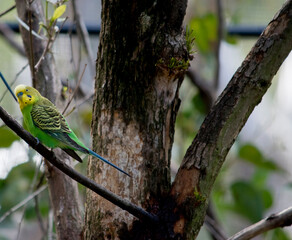 the parakeet is perched on a twig