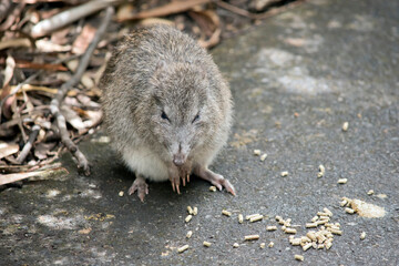 the long nosed potoroo is looking for food left by tourists