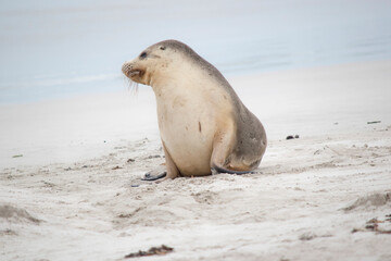 the sea lion is resting on the beach at seal bay south australia