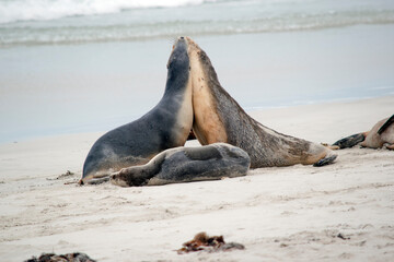 the sea lion are greeting each other on the beach