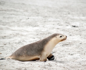 Naklejka premium the sea lion is walking on the beach at seal bay south australia