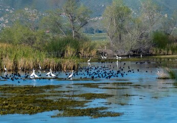 A beautiful landscape of a shallow pond with a number of shorebird species in San Jacinto wildlife area