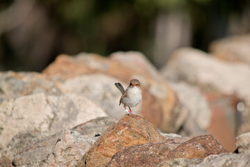 the female superb wren is resting on a rock