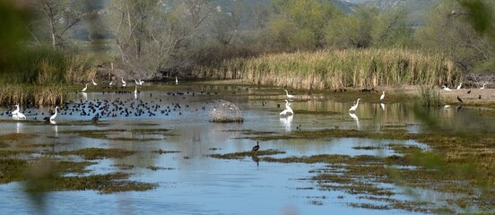Naklejka na ściany i meble A panorama of shorebirds in a beautiful blue water pond in San Jacinto wildlife area 
