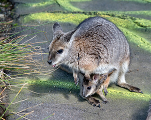 The tammar wallaby has a joey in her pouch with its head sticking out
