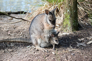 The tammar wallaby has a joey in her pouch with its head sticking out