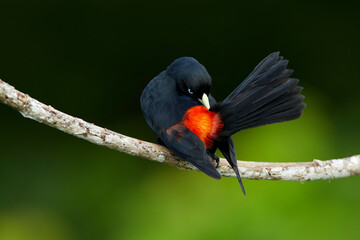 Scarlet-rumped Cacique