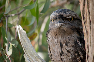 the tawny frogmouth is on the alert for danger