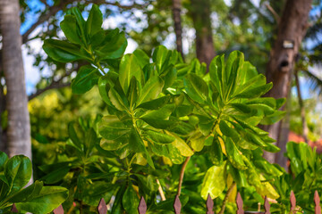 Fototapeta na wymiar Fresh green leaves of Beach naupaka tree branches on Tonsai Bay, Railay Beach, Ao Nang, Krabi, Thailand