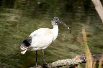 the white ibis is standing on a log above the water