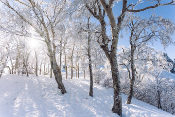 Fototapeta na wymiar Fresh Snow on a Sunny Day at Appi Kogen Ski Resort