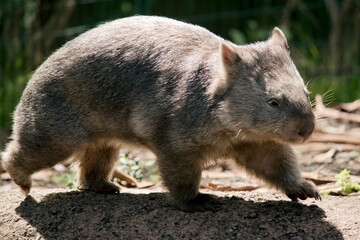 the wombat is walking looking for food