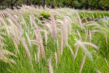 Fountain grass or pennisetum alopecuroides