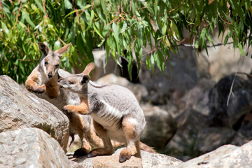 the yellow footed rock wallaby and joey are grey, tan,and white with black paws
