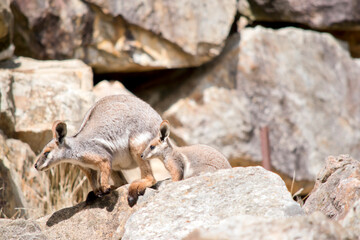 the yellow footed rock wallaby and her joey are climbing a rocky hill