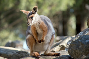 The Yellow-footed Rock-wallaby is brightly coloured with a white cheek stripe and orange ears. It is fawn-grey above with a white side-stripe, and a brown and white hip-stripe. - obrazy, fototapety, plakaty