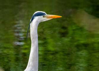 Grey heron close up portrait, head shot of beautiful bird with lovely green water background