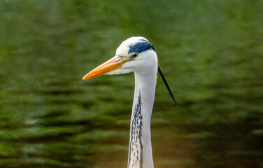 Grey heron close up portrait, head shot of beautiful bird with lovely green water background
