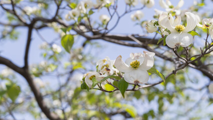 日本の春に咲くハナミズキの花