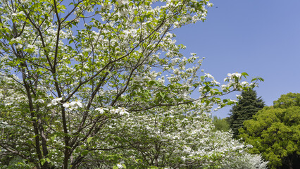 日本の春に咲くハナミズキの花