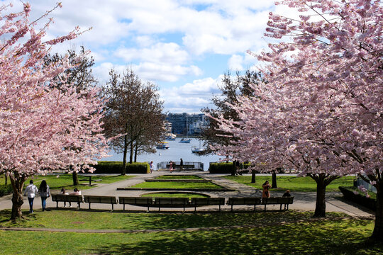 David Lam Park Yaletown spring pacific ocean jetty cyclists sun clear sky blossoming sakura cherry and magnolia trees sunny day seagulls fly rest weekend spend time with family vancouver canada 2023