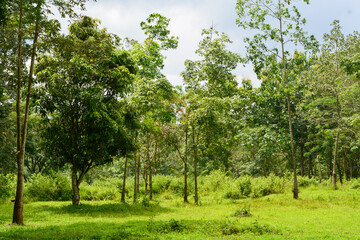 View of withered trees and green meadow in the morning in Wonosobo city park, Indonesia