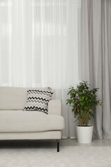 Living room with light gray window curtain, sofa and potted plant