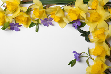 Beautiful yellow daffodils and periwinkle flowers on white background, space for text