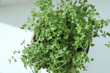 Fresh potted thyme on white background, above view