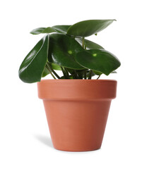 Peperomia plant in terracotta pot isolated on white. House decor