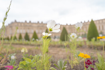 Close up on a pretty white flower with the Palace of Versailles blurred in the background. Very...