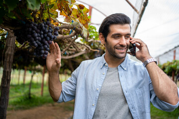 Middle east man with fresh grapes and answering using phone call while walking on vineyard during...
