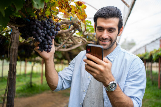 Middle east man with fresh grapes and answering using phone call while walking on vineyard during harvest grapes and wine on vineyard.