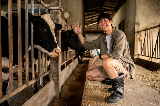 Adult Asian man, enjoying spending time with his cows, while working. Farmer at cowshed feeding cows at the farm.