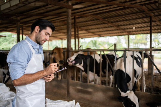 Mature male workers of the contemporary animal farm standing confident with a new kind of food for milk cows. Farmer holding dry food in granules in hands and giving them to cows in stable.
