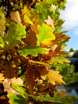 Hojas verdes y amarillas verano oto&ntilde;o