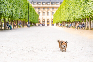 An adorable dog runs free in the Palais Royal gardens and park, with trees and the Palace in the background. 