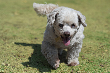 Perro maltés corriendo 