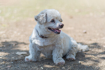 Perro maltés descansando en un parque