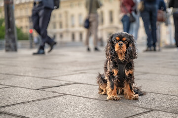 In Paris, France, a beautiful dog, a Cavalier King Charles Spaniel, sits on the stone streets of Saint Michel. Shallow focus on the dog's eye for effect.