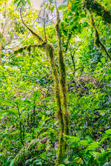 Naklejka na ściany i meble View of Cloud Forest, Sky Adventures Monteverde Park, Monteverde, Costa Rica