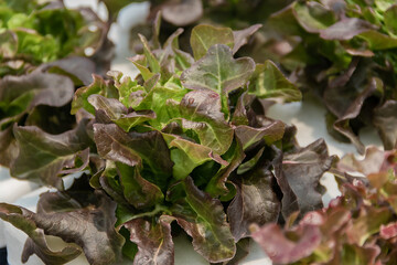 Close up of red oak lettuce in hydroponic greenhouse.