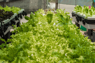 Close up of green oak lettuce in hydroponic greenhouse.