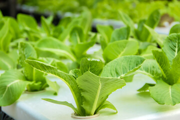 Close up of cos lettuce in hydroponic greenhouse.