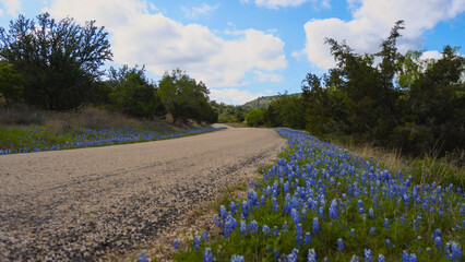 Country road lined with bluebonnets in Texas