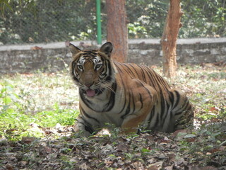 tiger in the zoo