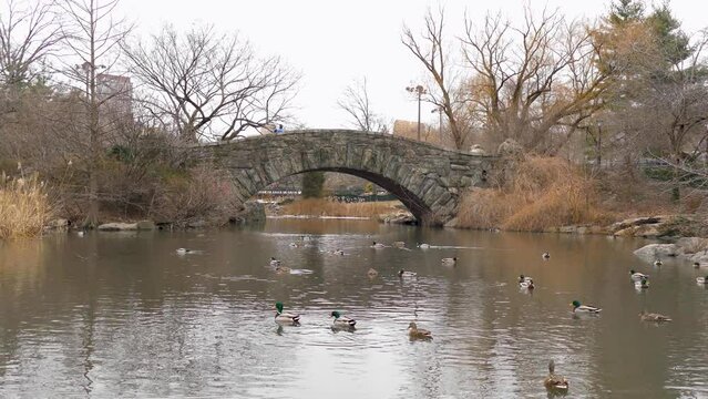 Gapstow Bridge and Some Ducks on the Pond at Winter Central Park 1