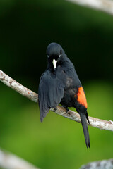 Scarlet-rumped Cacique